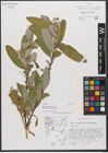 Foto von Salix xanthicola K. I. Chr.
